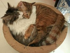 -纳吉亚猫专科动物诊疗中心(蒋宅口分院)