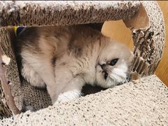 -CAT’S MEWSTAR CAFE·喵星球猫屋(晴湾咖啡店)