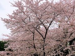 -嘉定紫藤园
