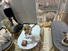 -藏猫猫咖啡主题馆(中央大道店)