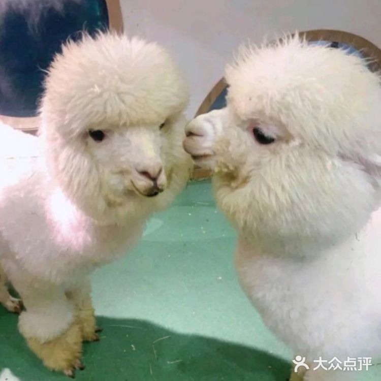 六一放电|可以和动物亲密接触的亲子乐园|团购价好划算～[礼花]