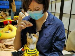 -逗柴咖啡屋·狗咖猫咖宠物桌游