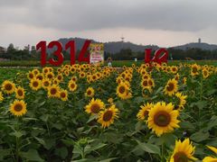 -百万葵园