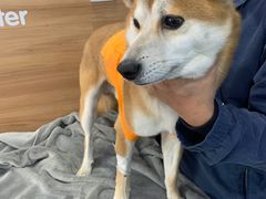 -爱侣宠医·鹦鹉专科·小型哺乳类·异宠专科(灵石路店)