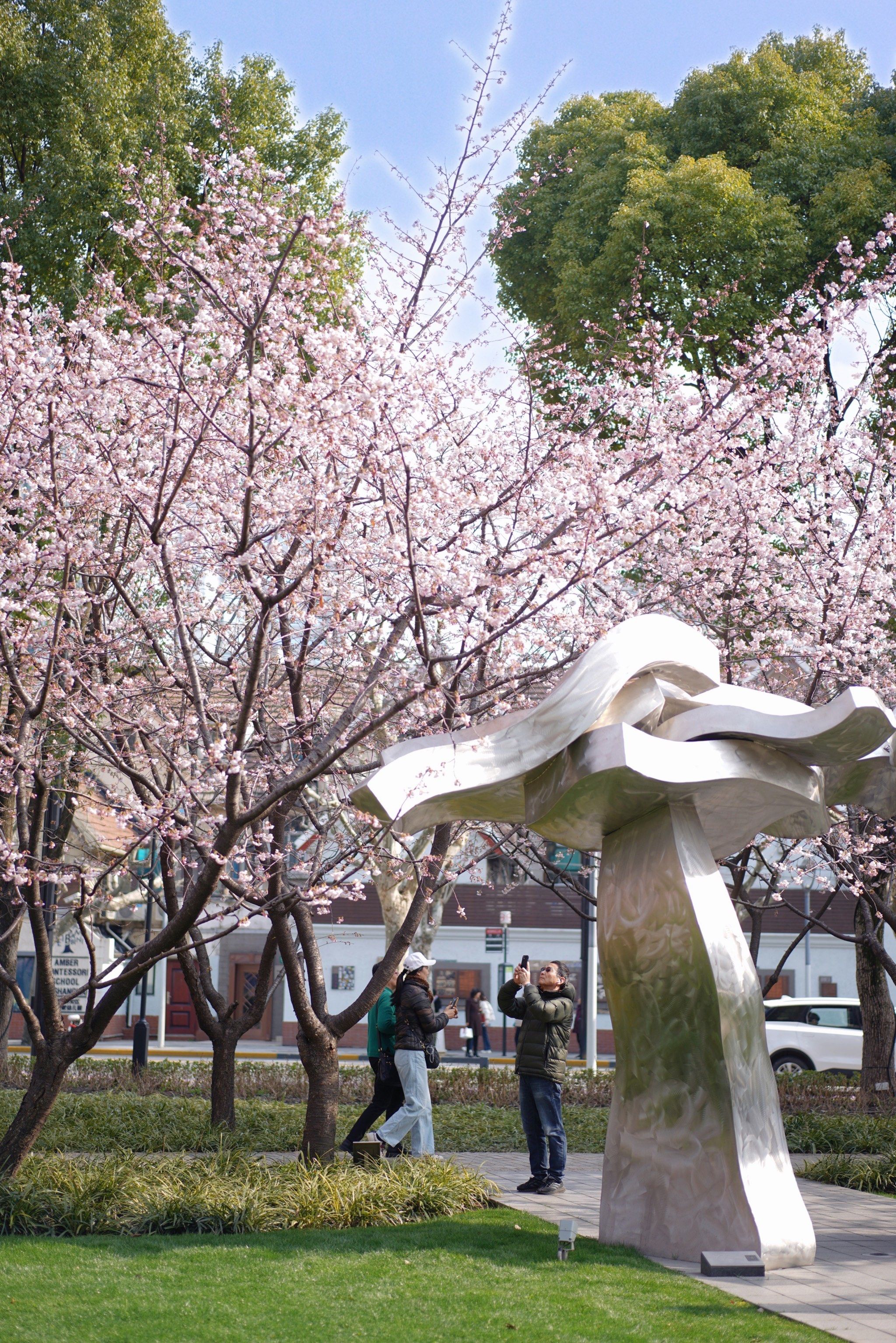 静安雕塑公园樱花开啦