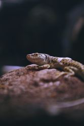 -酷嗒动物文化乐园(cutezoo西溪乐天城店)