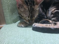 -猫和宫(六道口店)
