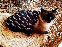 -飞行喵MR PILOT|猫舍·猫咖(静安大融城店)