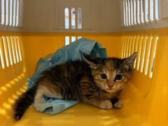 -关爱宠物医院·猫科中心·消化科(滨湖万达分院)