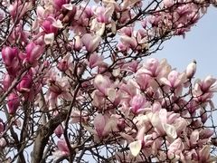 -济南国际园博园