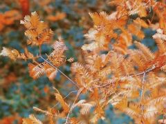 -黄海国家森林公园