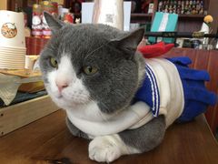 -福尔喵斯探案馆实景搜证·沉浸式剧本杀