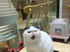 -藏猫猫咖啡主题馆(中央大道店)