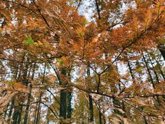 -山王坪喀斯特国家生态公园