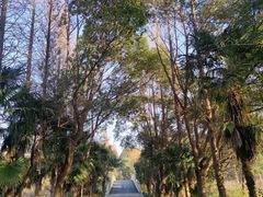 -同里国家湿地公园