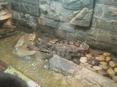 -上海大自然野生昆虫馆(东方明珠·爬宠昆虫探索中心)