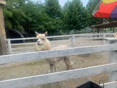 -都江堰玫瑰花溪谷