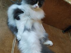 -李小姐の猫咖啡馆(五角场店)