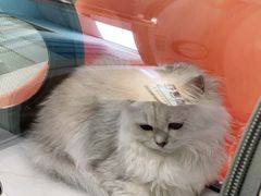 -纳吉亚猫专科动物医院博雅分院