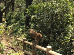 -狮子山郊野公园