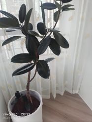 -HEYAN荷妍专业脱毛连锁机构