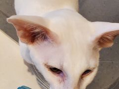 -飞行喵MR PILOT|猫舍·猫咖(静安大融城店)