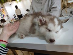 -Husky Go! 哈士奇体验馆·宠物咖啡厅狗咖