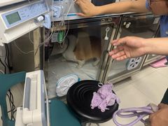 -御宝贝24h宠物医院·转诊中心·CT核磁血透中心(厦门总院)