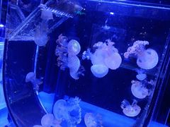 -海合安青岛极地海洋公园