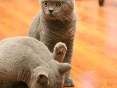 -猫小院猫主题咖啡厅(北锣店)