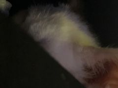 -瑞派雷欧宠物医院·24h夜诊·心脏骨科牙科·全科重症转诊中心(无影山店)