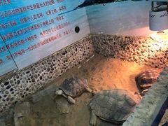 -上海大自然野生昆虫馆(东方明珠·爬宠昆虫探索中心)