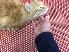 -臭鳜鱼人家·老字号徽菜