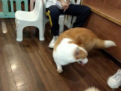 -柯斗斗主题餐厅·狗咖·围炉煮茶·茶饮(国瑞升平里店)