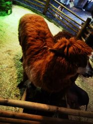 -Zoolung Zoolung动物主题公园(海信广场店)