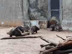 -昆明动物园