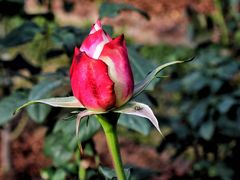 -人民公园(罗湖区)