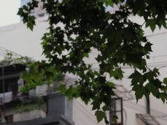 -村口大树(长乐路店)