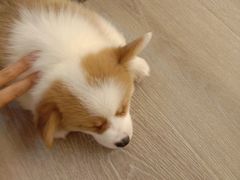 -浣熊柯尔鸭土拨鼠·电玩咖
