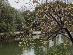 -上海醉白池公园
