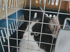 -艾贝尔宠物医院·24H转诊中心·肿瘤猫专科(江宁双龙店)