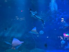 -烟台海昌鲸鲨海洋公园