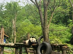 -都江堰中华大熊猫苑