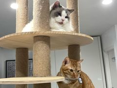 -楼上猫咖(罗湖店)