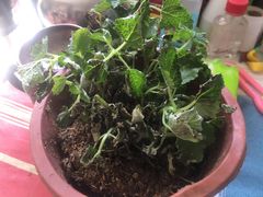-中环花鸟鱼虫市场