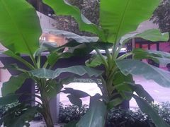 android_upload_pic-仁恒美食庭苑