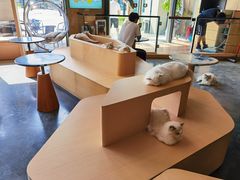 -瞄一喵猫咖(格力海岸店)