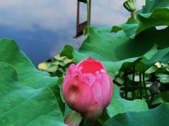 -陈家山荷花公园