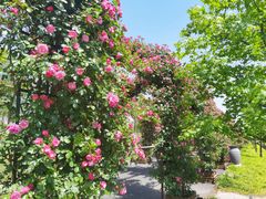 -广富林郊野公园
