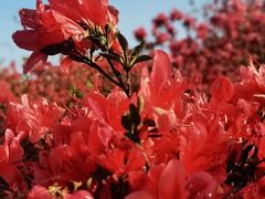 -瑞安圣井山景区